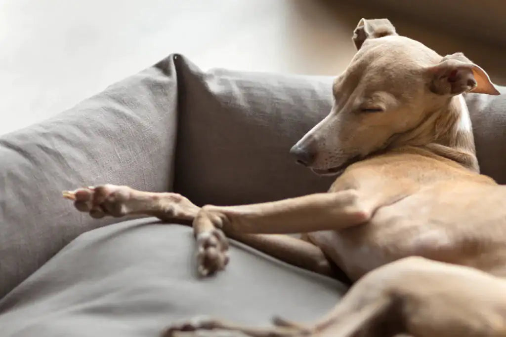 Cama relajante para perros Cozy Paws