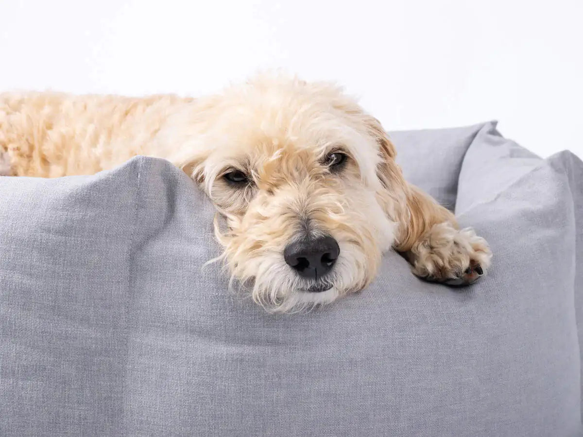 Cama relajante para perros Cozy Paws